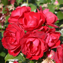 Rosier KORDES Milano / Leaderplant